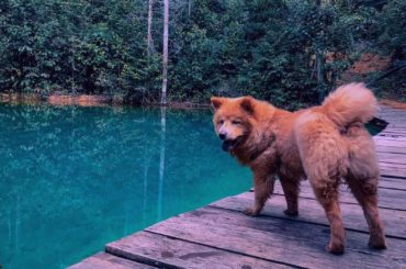German shepherd chow mix standing on the plank beside the water