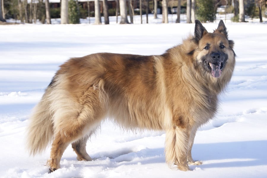 German shepherd chow mix standing in the ice