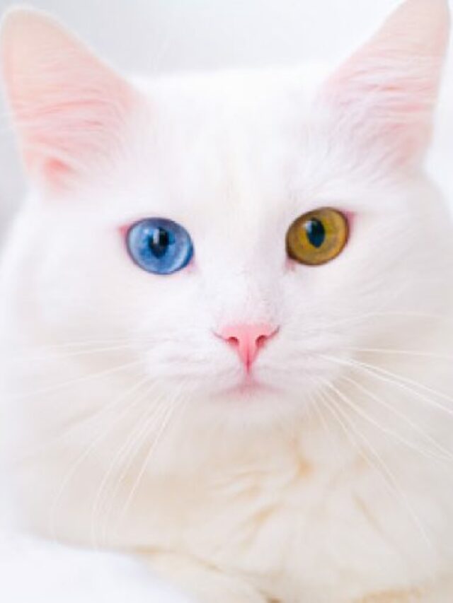 Russian White Cat With Complete Breed Information