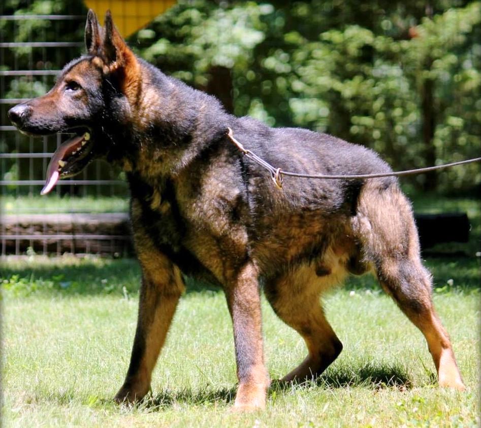Czech German shepherd holding with leash while barking