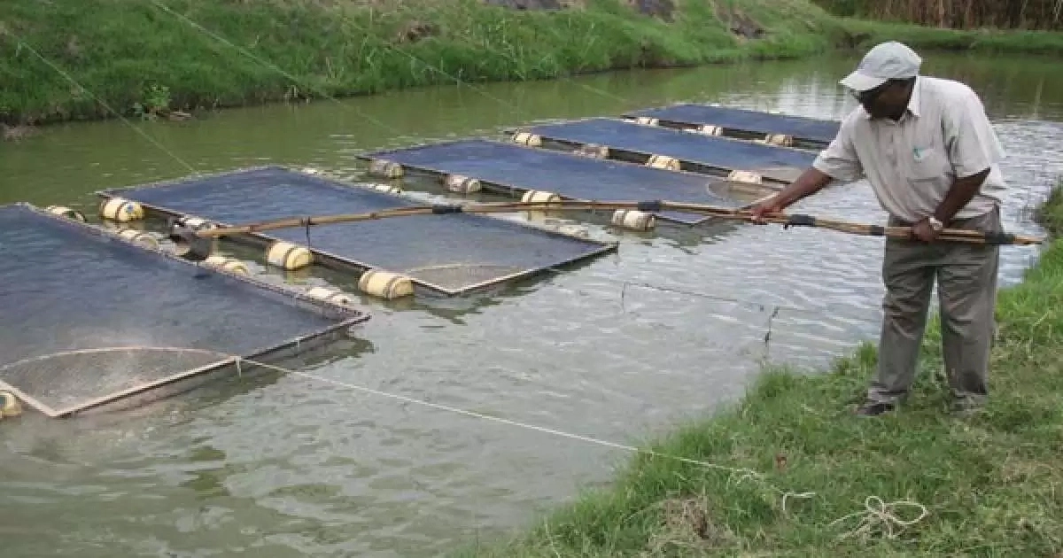Fish Farming In Nigeria- with a farmer turning the net
