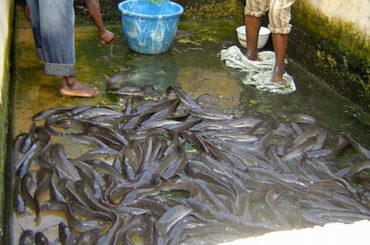 Fish Farming In Nigeria- with farmer inside the pond