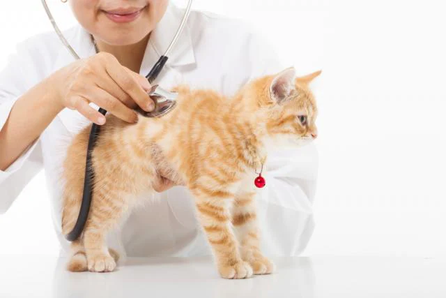 Fever in cats with a brown cat taking to hospital