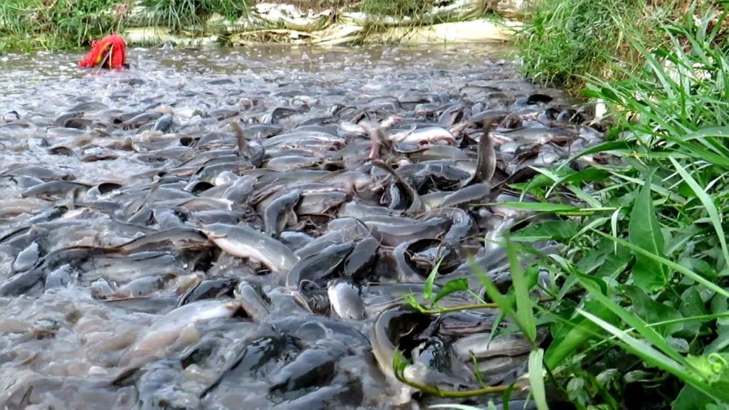 Fish Farming for Beginners- with fish been washed away to the water bank