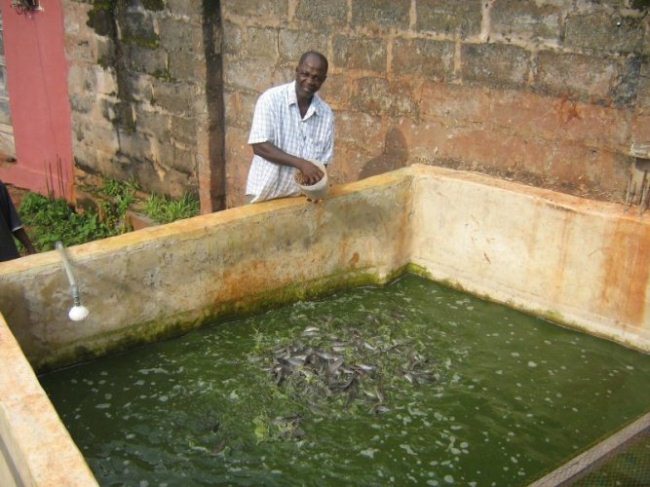 Fish Farming for Beginners- with a man given the fishes feed