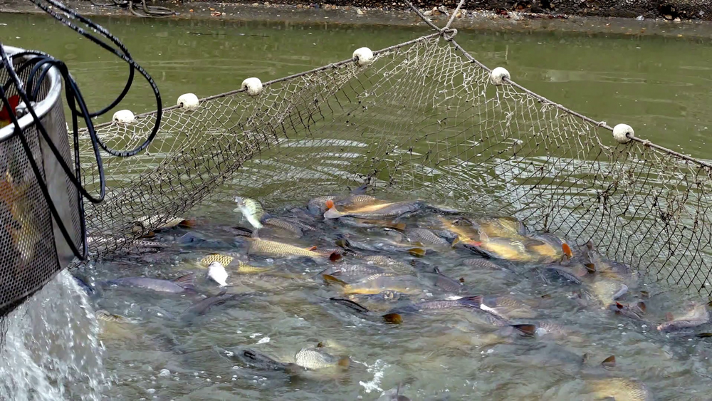 Fish Farming for Beginners- with a man given the fishes feed