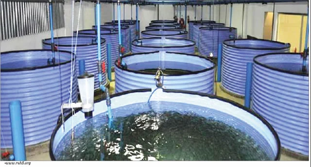 Catfish farming business: