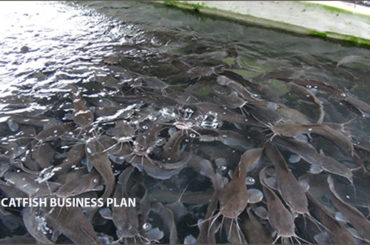 Catfish business plan- catfish in the pond
