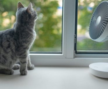Heatstroke in cats- The cat is receiving fresh air