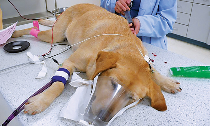 Heatstroke in dogs- the brown dog receiving treatment