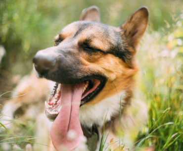 Heatstroke in dogs- It makes the brown dog panting
