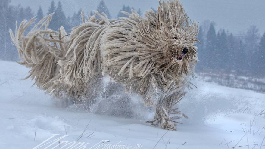 The Komondor dog playing in he snow