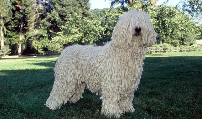 The Komondor dog standing with the hair covering its eyes
