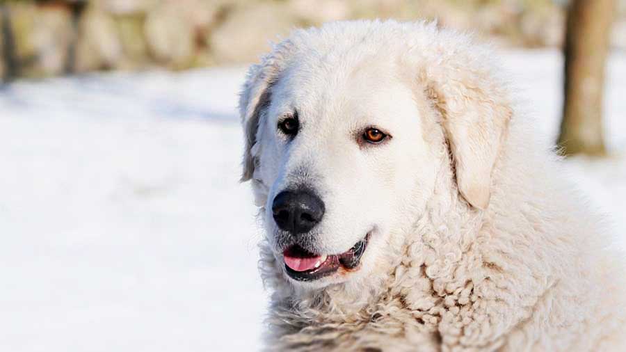 The Kuvasz dog standing in the snow