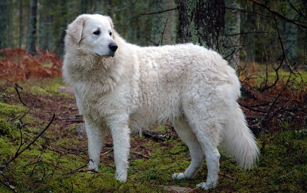 The Kuvasz dog standing in the bush