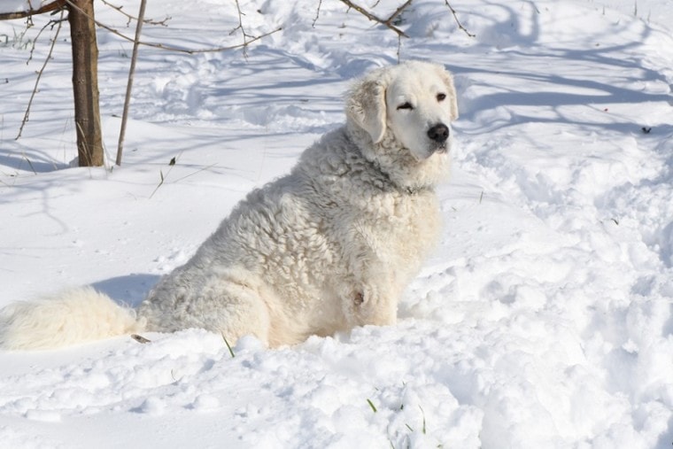 The Kuvasz dog playing in the snow
