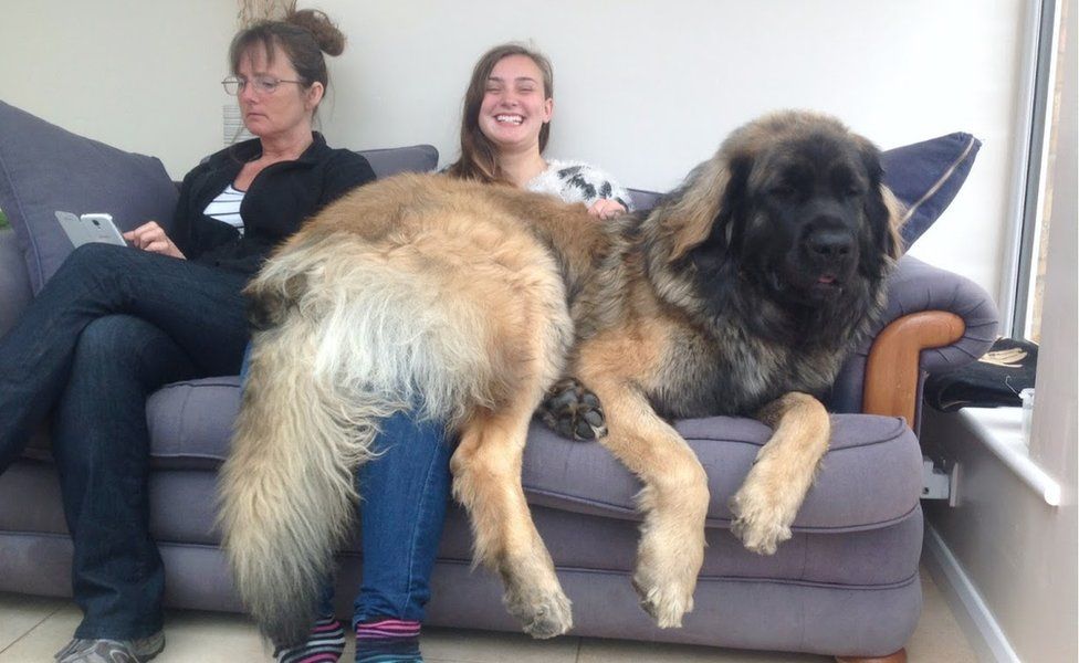 Leonberger siting on owners laps