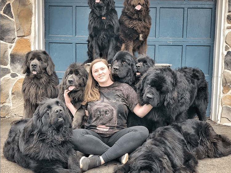 Newfoundland dog breed together with a young lady
