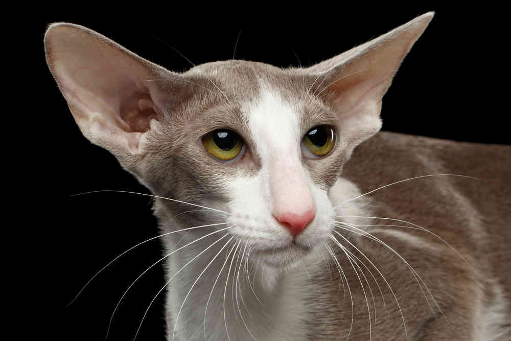 Oriental shorthair cat Image