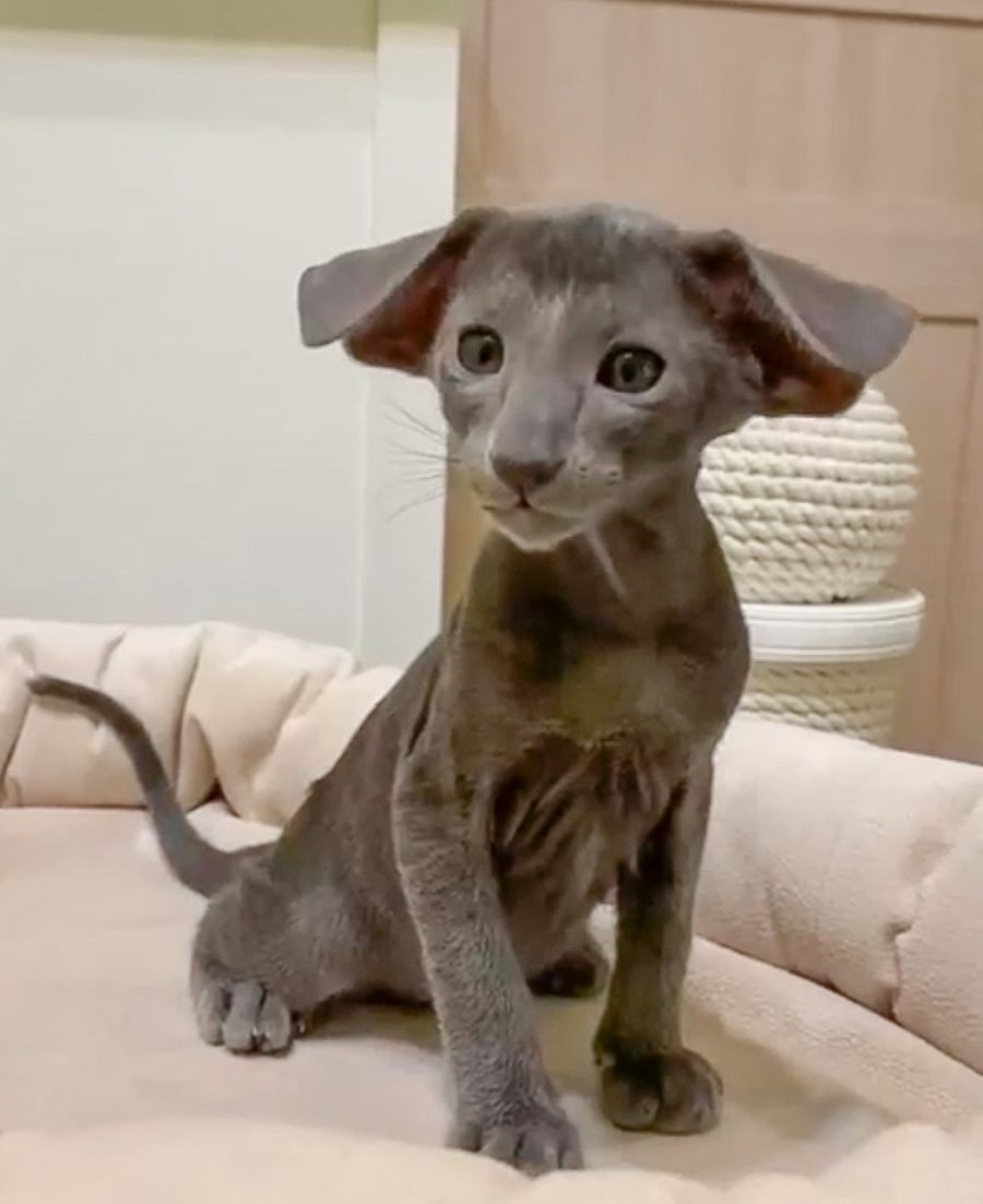 Oriental shorthair cat sitting on a couch