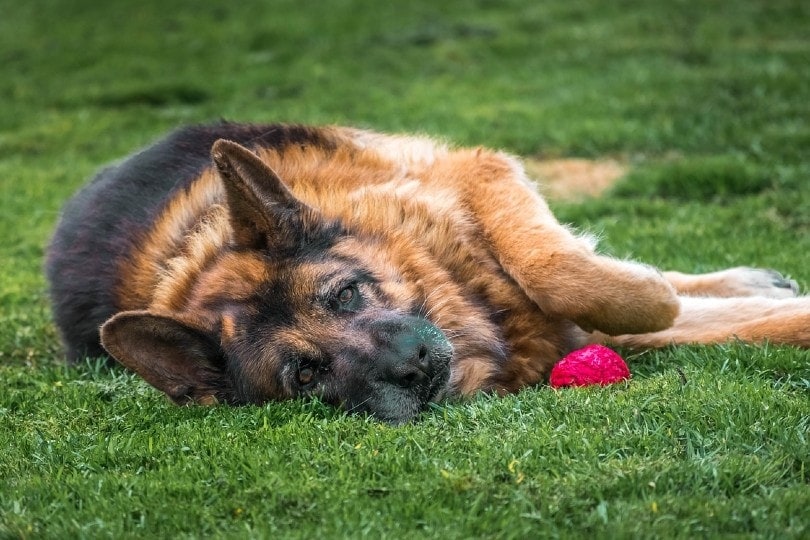 Overweight German shepherd- The dog lying on the grass