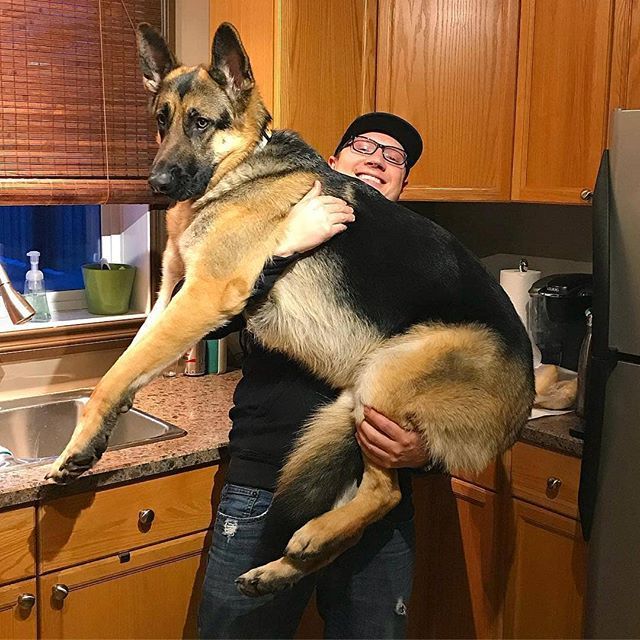 Overweight German shepherd- being carried by a man