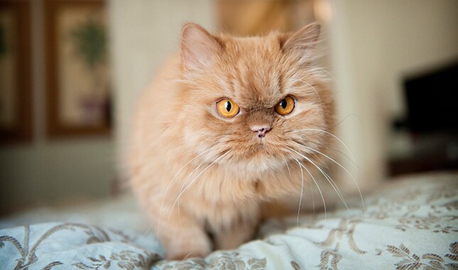 Persian cat walking on the bed during playing time