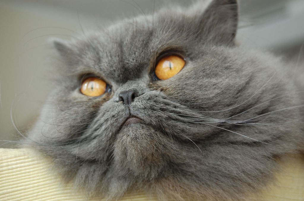 Persian cat breed image