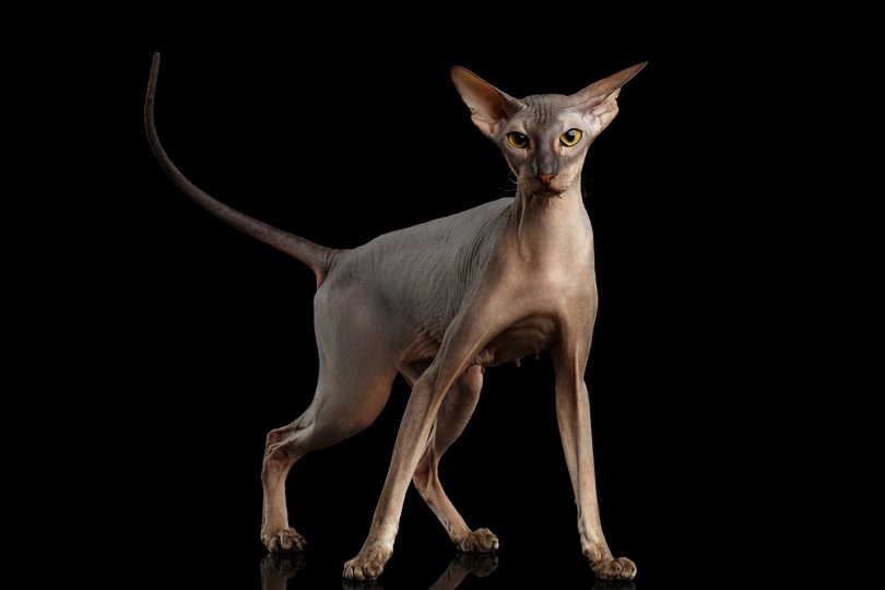 Peterbald cat breed standing on a black surface