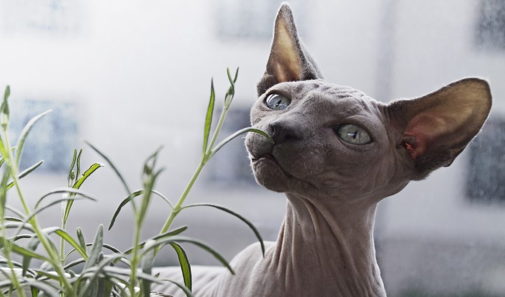 Peterbald cat perceiving the oduor of the plant