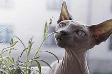 Peterbald cat perceiving the oduor of the plant