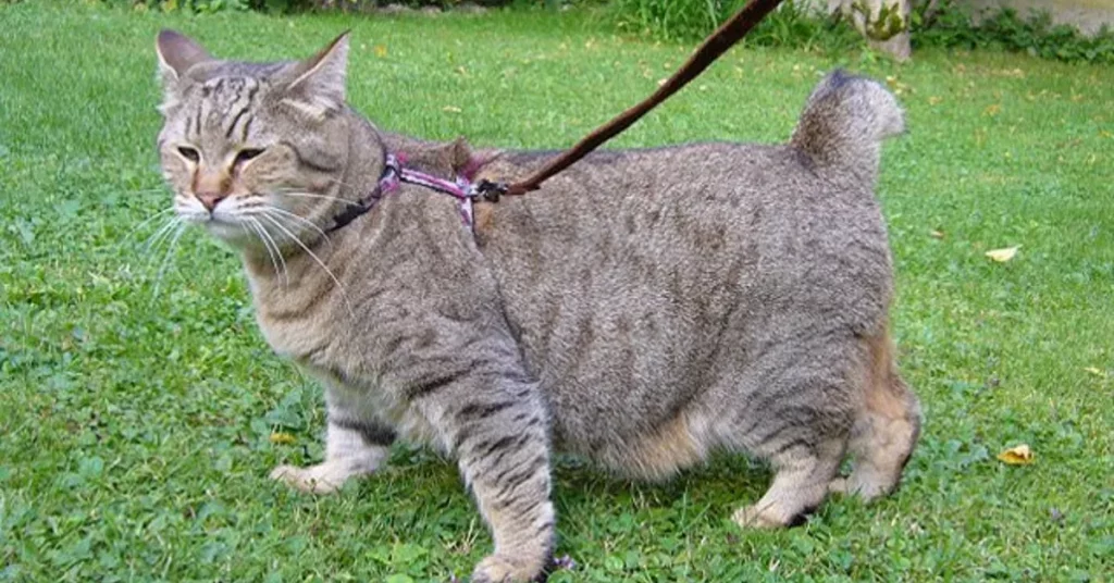 pixie-bobs cat been held by a leash