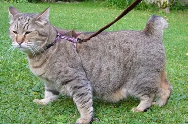 pixie-bobs cat been held by a leash