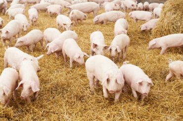 Pig Farming Business Plan- with large number of pigs
