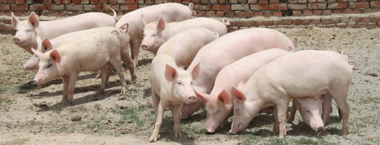 Pig Farming Business Plan- with large number of pigs