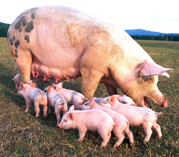 Pig Farming Business Plan- with a pig and the piglets