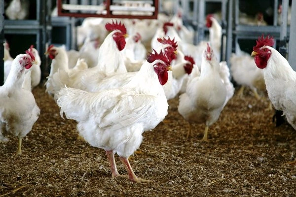 Standard poultry farming business plan- with broilers roaming in the pen