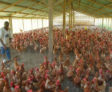 Standard poultry farming business plan- with broilers roaming in the pen