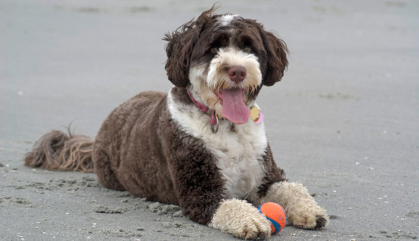 portuguese water dog breed playing with a tennis ball beside the water