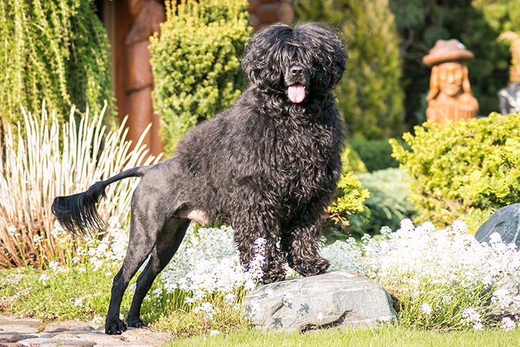 portuguese water dog breed playing at the backyard