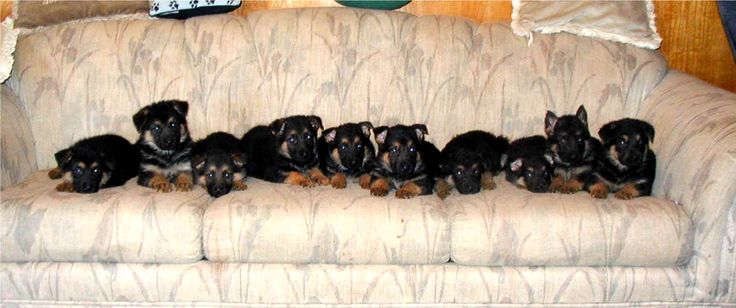 German shepherd puppies- the newborns on the couch