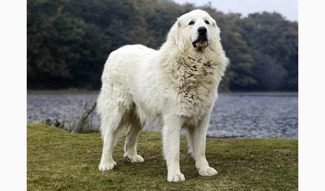 Great pyrenees standing beside the water