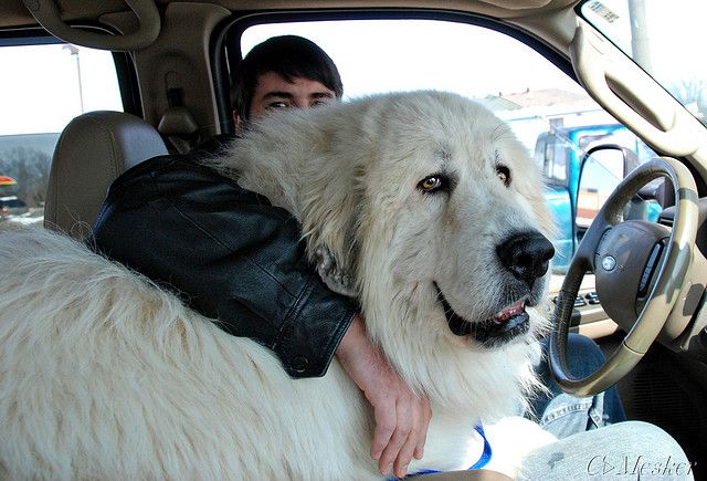 Whit great pyrenees in a car with the owner 
