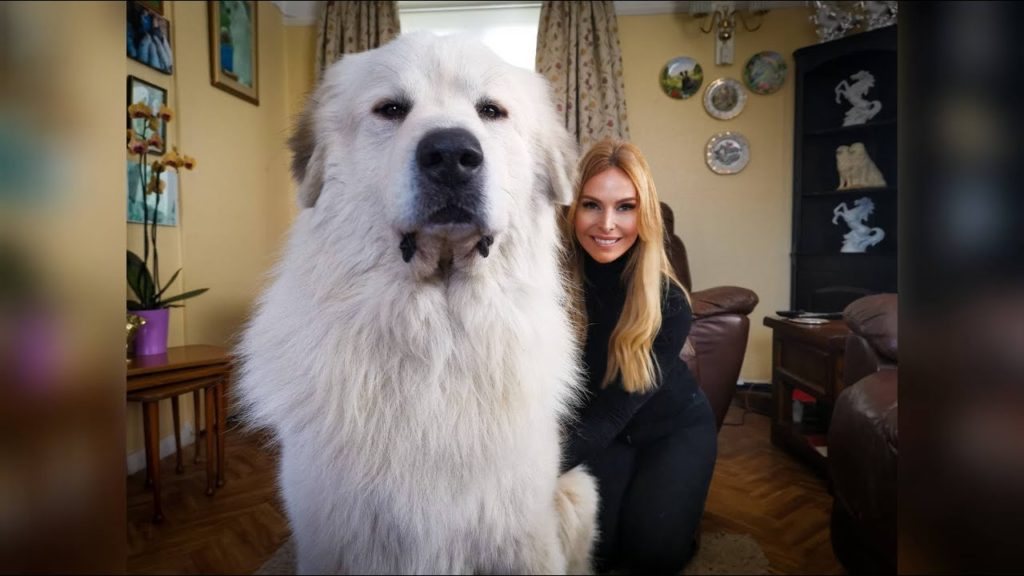 A white great pyrenees dog with a lady behind