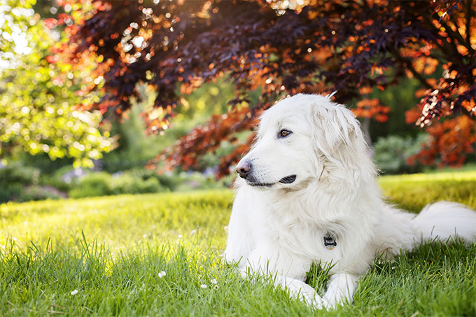 Great Pyrenees dog relaxing under a tree.