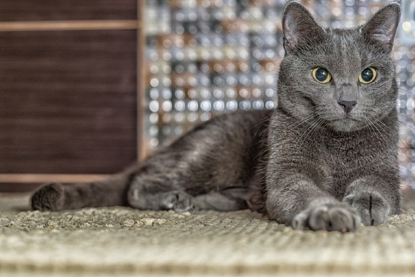 Russian Blue Cat Breed lying on the rug