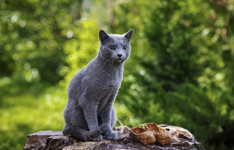 Russian Blue Cat Breed sitting on the tree