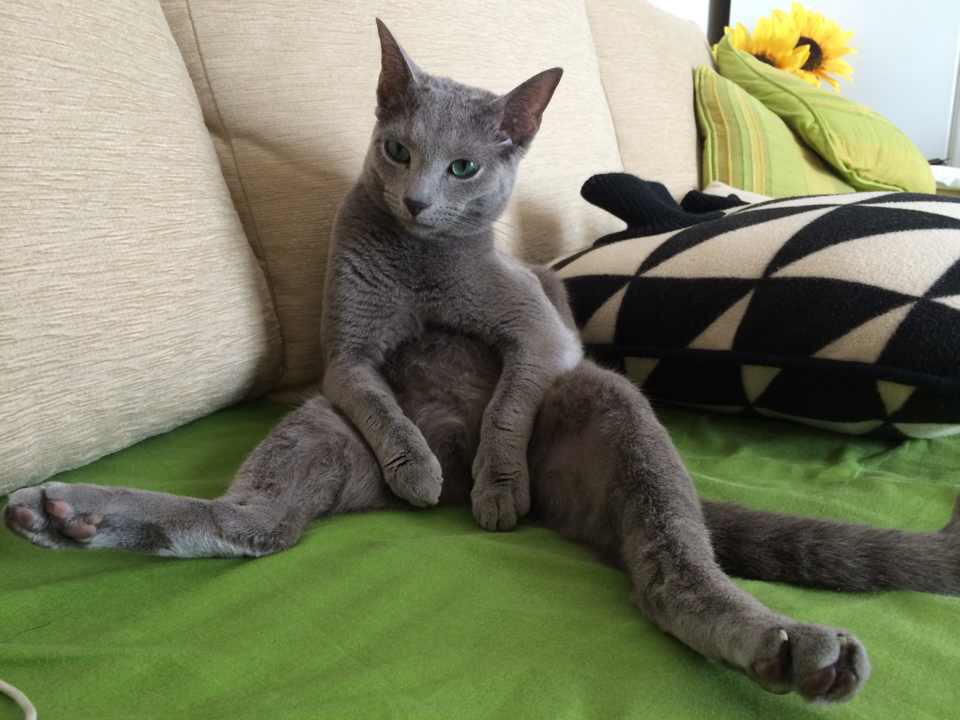 Russian Blue Cat Breed sitting on the couch