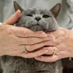 Russian Blue Cat Breed-During caressing