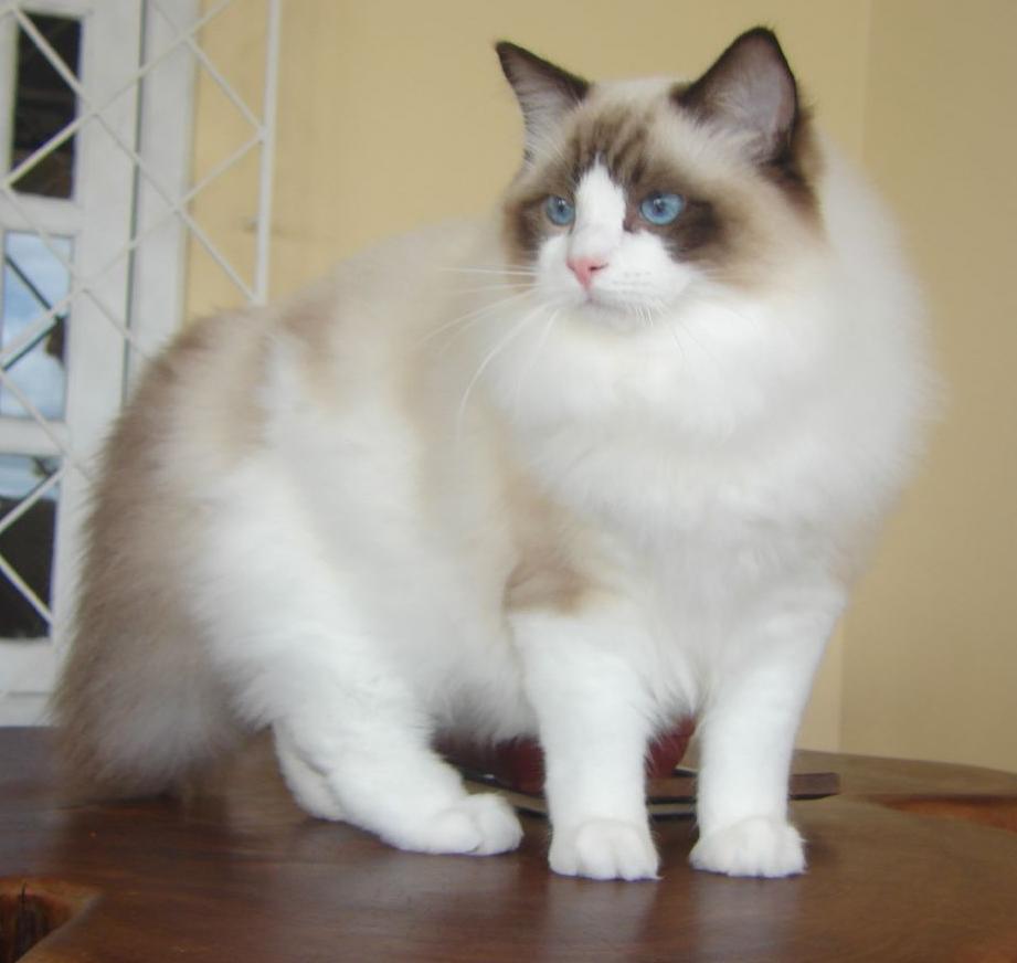 Ragdoll cat breed sitting on the table
